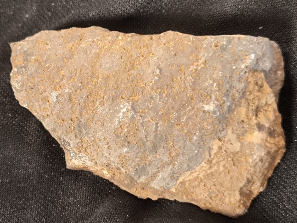 Toprarität!!, Ammonit; Paracuariceras acuforme, Dogger, Albstadt