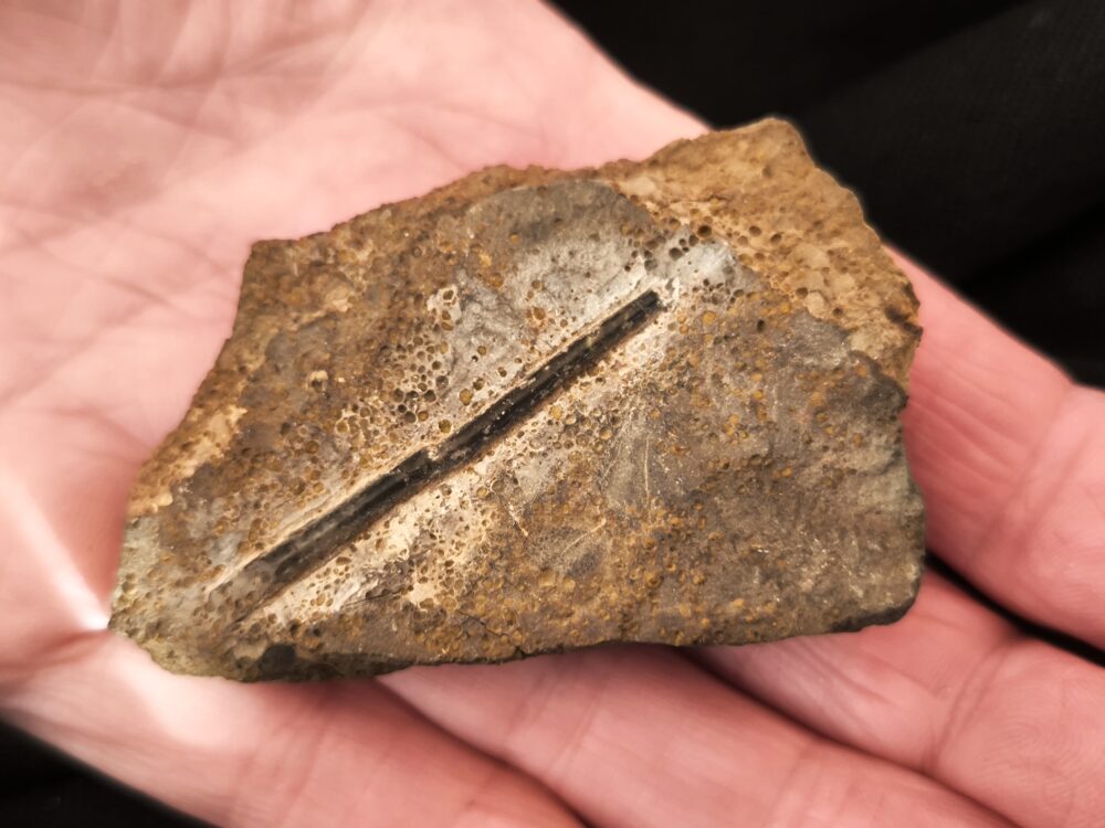 Toprarität!!, Ammonit; Paracuariceras acuforme, Dogger, Albstadt