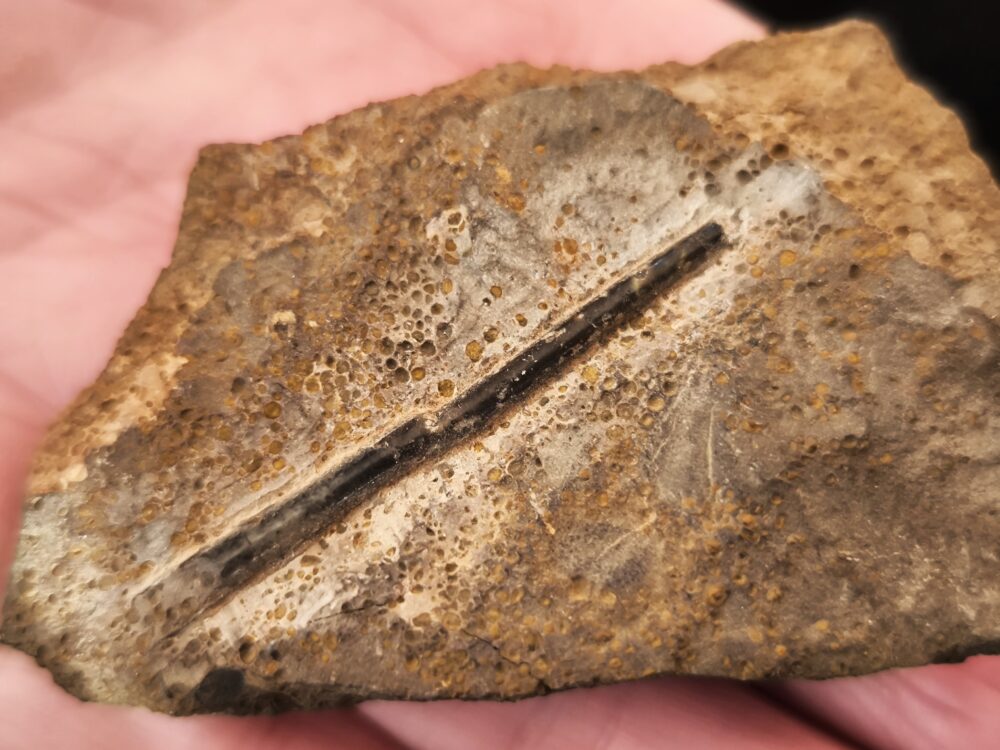 Toprarität!!, Ammonit; Paracuariceras acuforme, Dogger, Albstadt