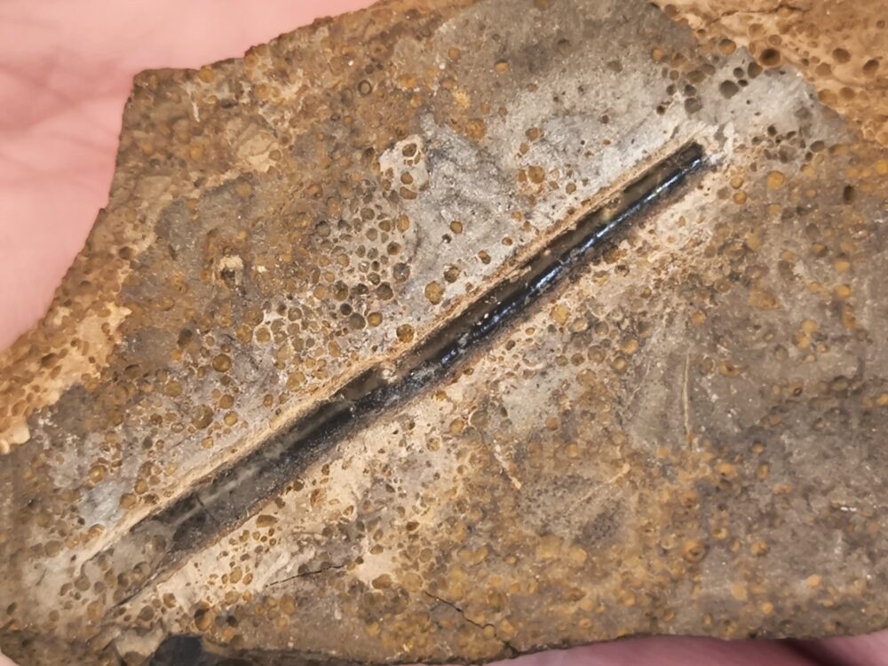 Toprarität!!, Ammonit; Paracuariceras acuforme, Dogger, Albstadt