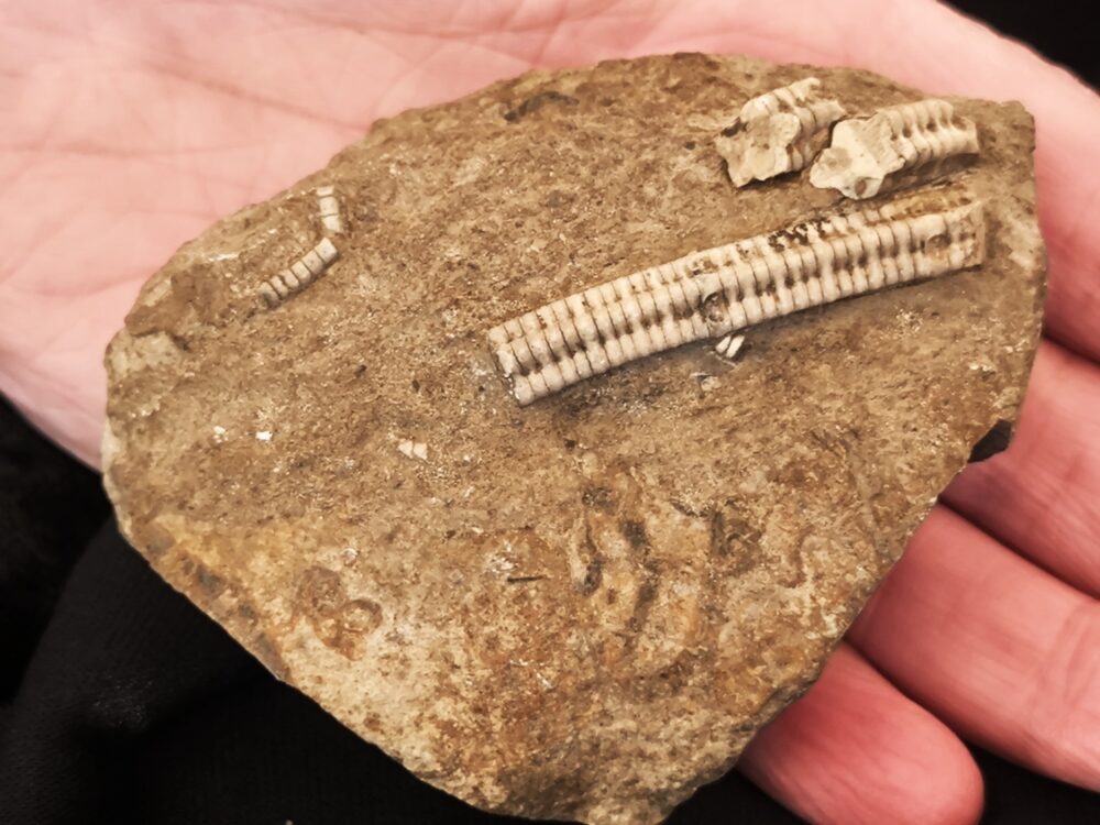 Stiel der Seelilie, Pentacrinus in Matrix, Lias, Bargau, Ostalb