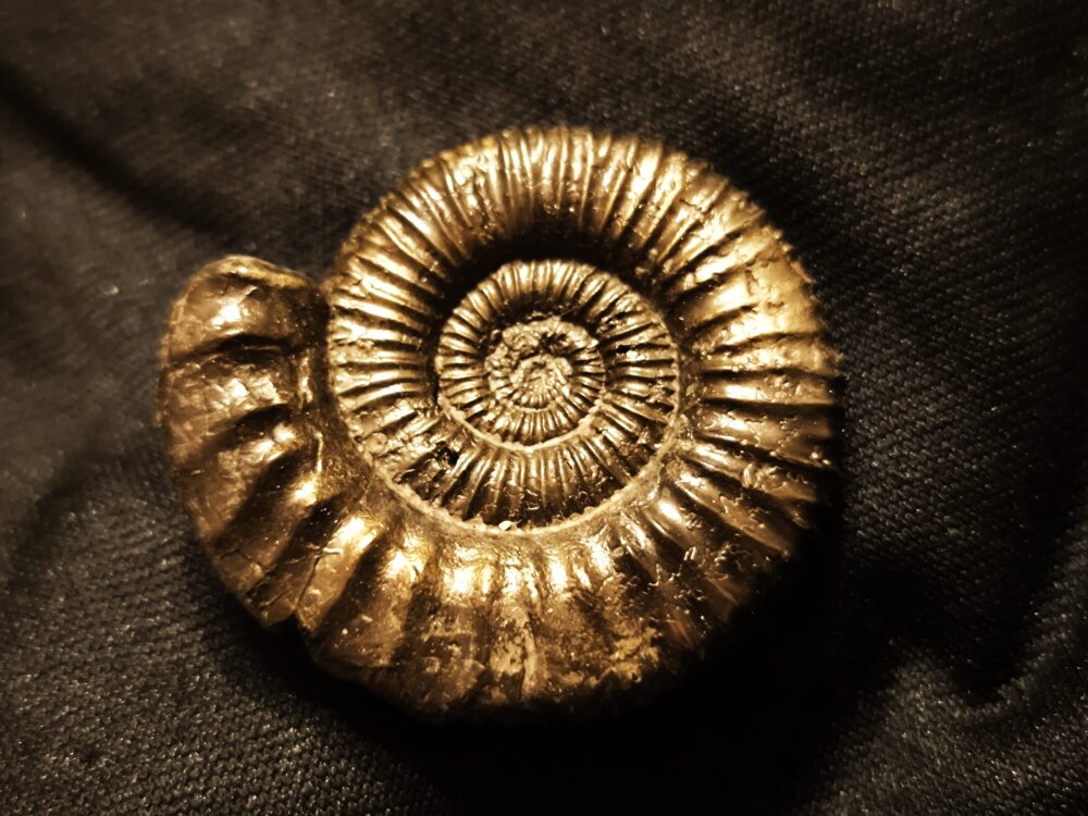 Peltoceras trifidum, Dogger, Gruibingen, Autobahnbau