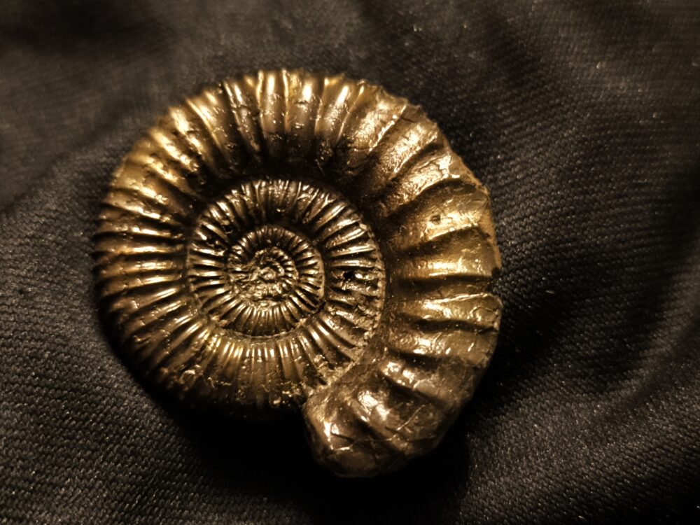 Peltoceras trifidum, Dogger, Gruibingen, Autobahnbau