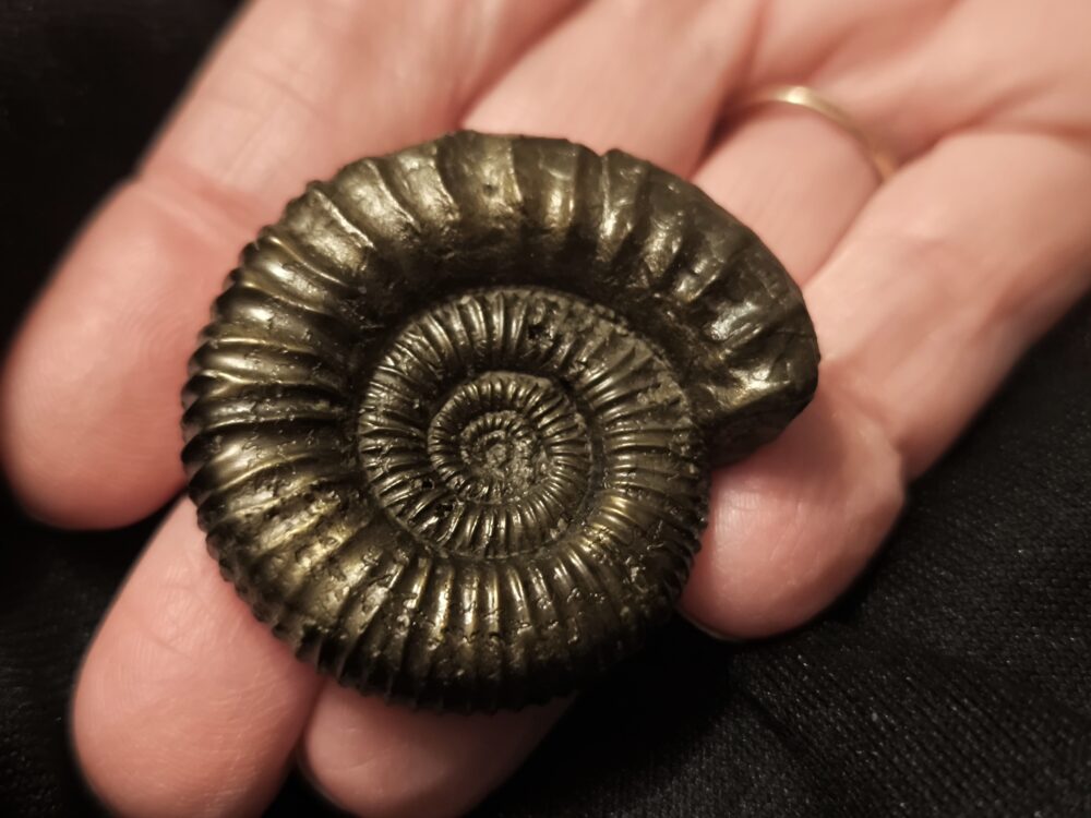 Peltoceras trifidum, Dogger, Gruibingen, Autobahnbau