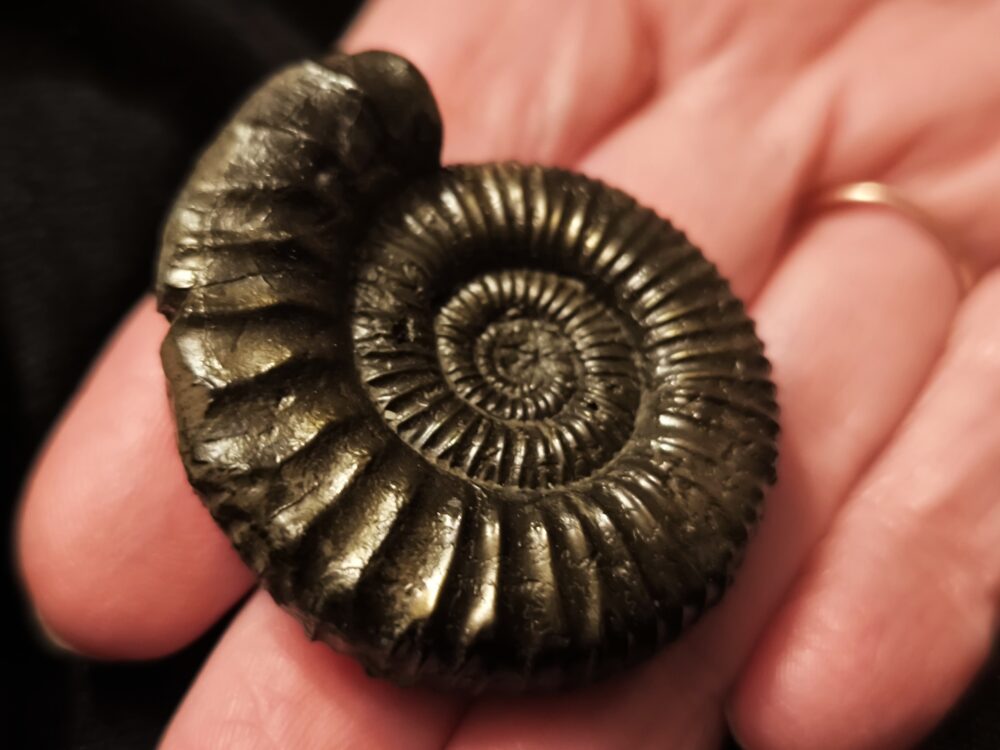 Peltoceras trifidum, Dogger, Gruibingen, Autobahnbau