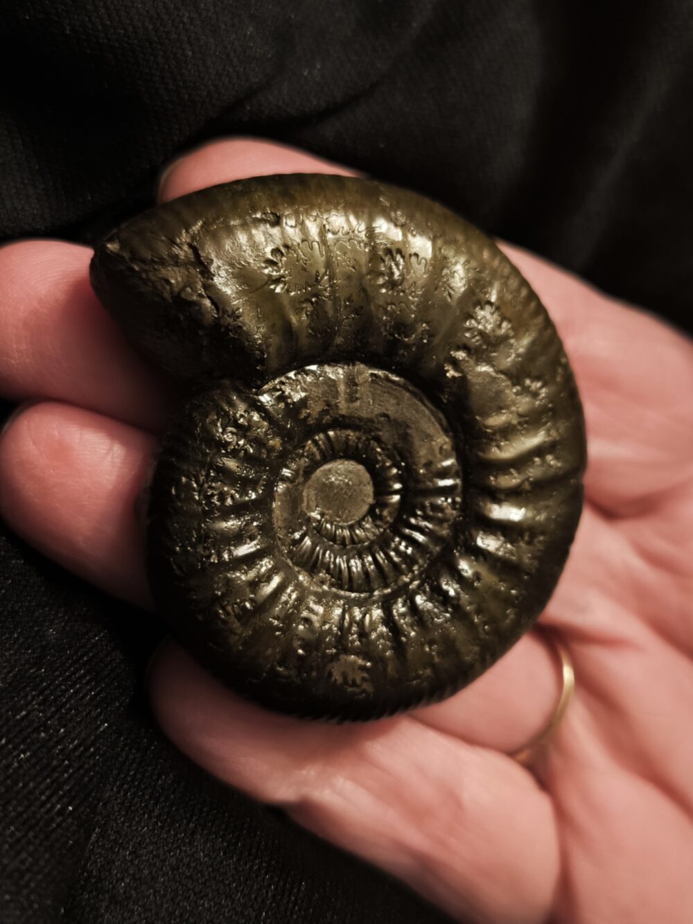 große Grossouvria evolutescens, Dogger, Gruibingen, Autobahnbau