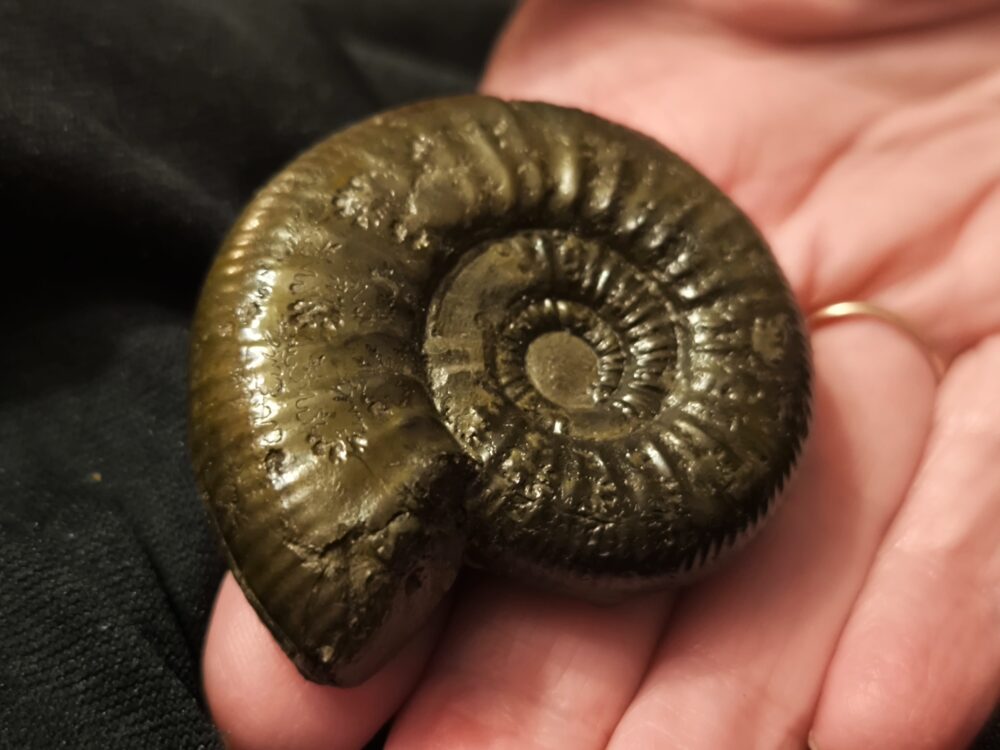 große Grossouvria evolutescens, Dogger, Gruibingen, Autobahnbau