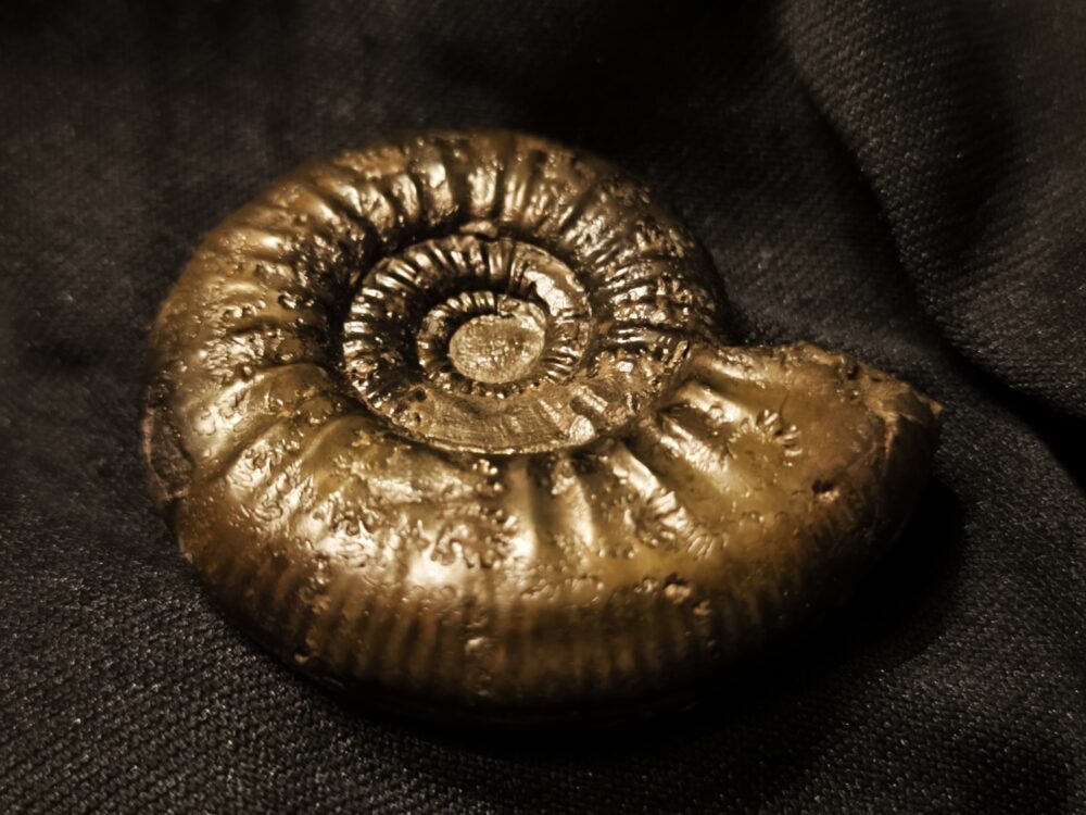 große Grossouvria evolutescens, Dogger, Gruibingen, Autobahnbau