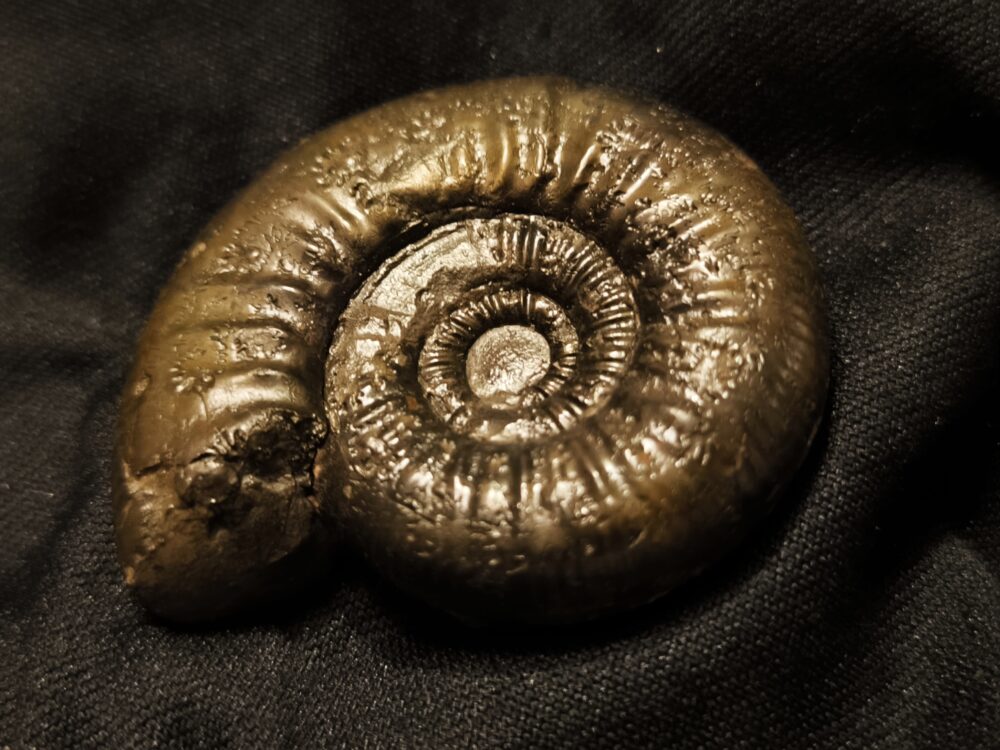 große Grossouvria evolutescens, Dogger, Gruibingen, Autobahnbau