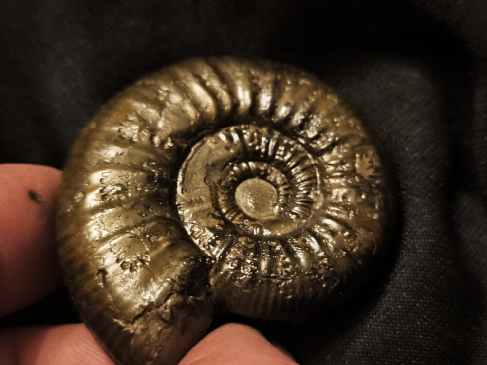 große Grossouvria evolutescens, Dogger, Gruibingen, Autobahnbau