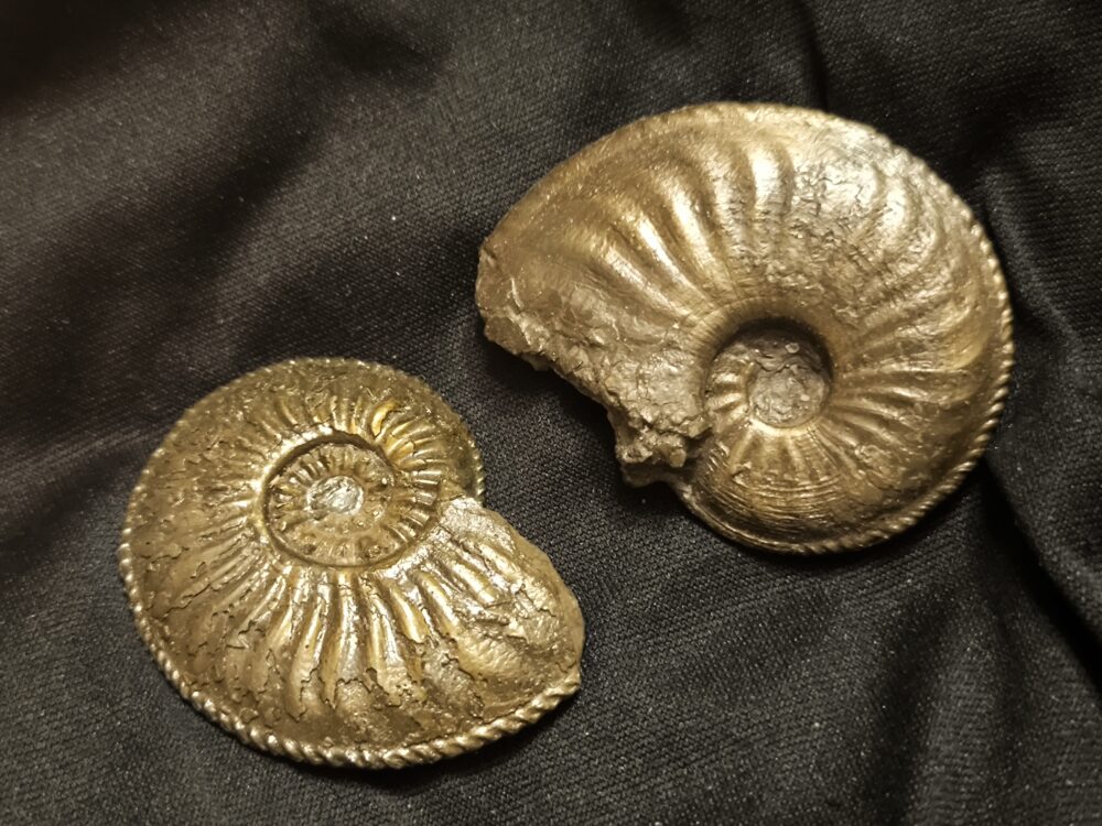 Zwei größere Amaltheen, Lias, Kirchheim / Teck  * reserviert *