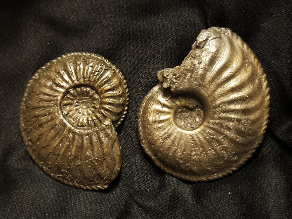 Zwei größere Amaltheen, Lias, Kirchheim / Teck  * reserviert *