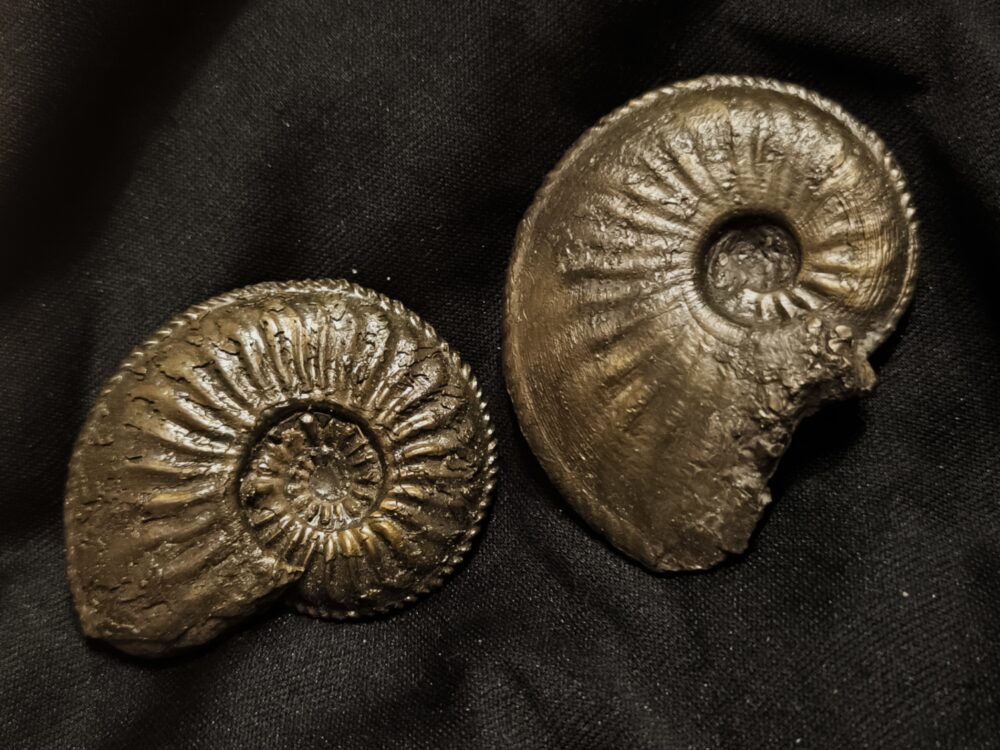 Zwei größere Amaltheen, Lias, Kirchheim / Teck  * reserviert *