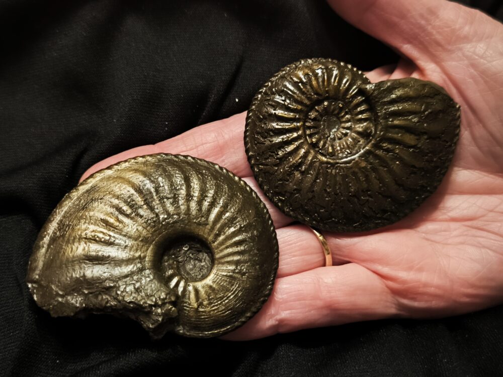 Zwei größere Amaltheen, Lias, Kirchheim / Teck  * reserviert *