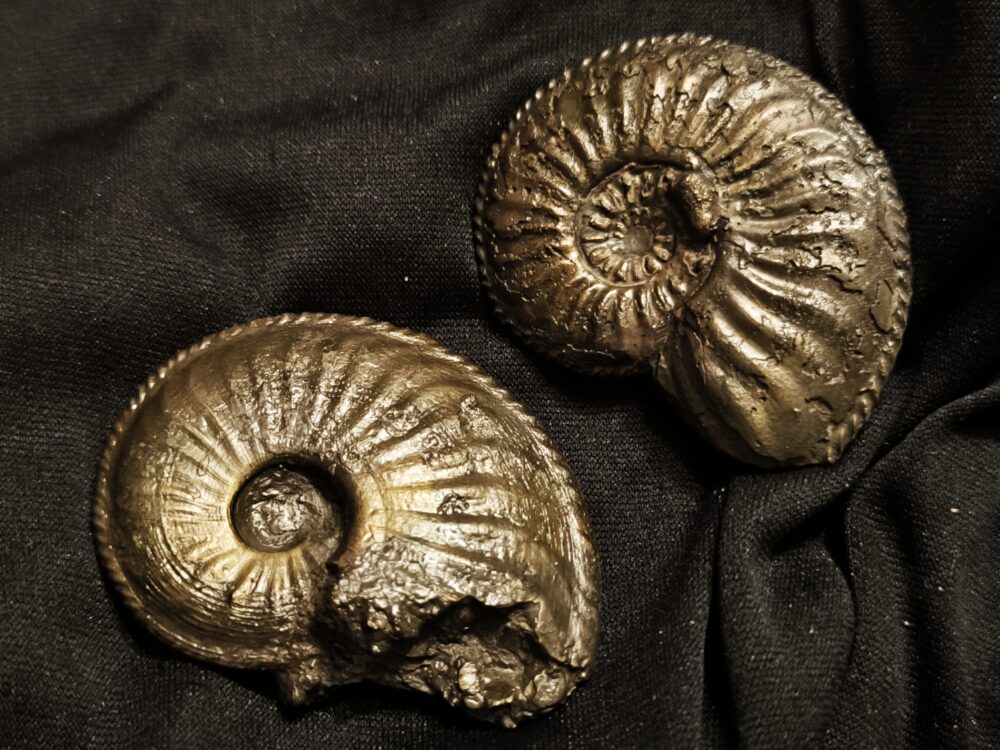 Zwei größere Amaltheen, Lias, Kirchheim / Teck  * reserviert *