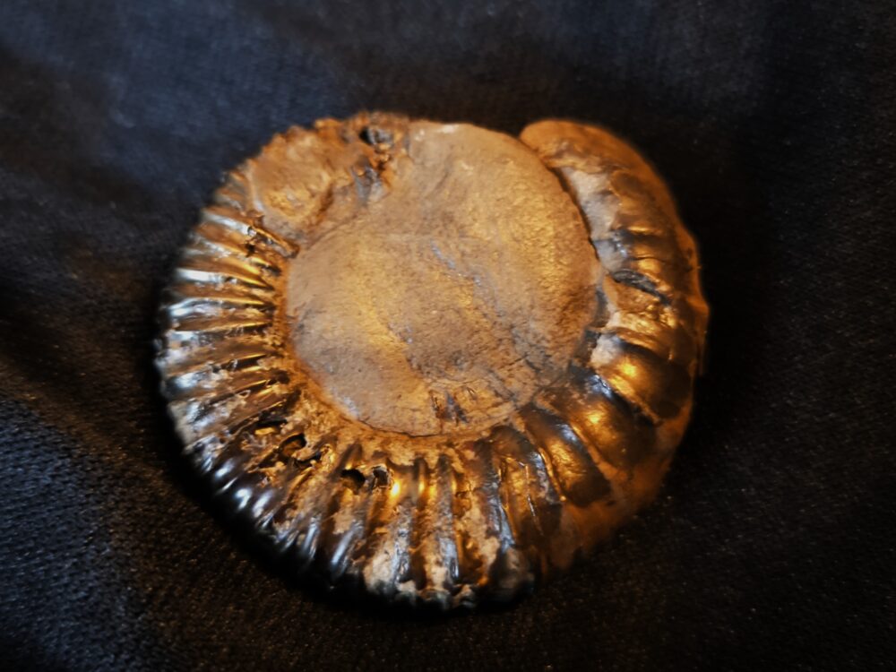 Peltoceras trifidum, Dogger, Gruibingen, Autobahnbau