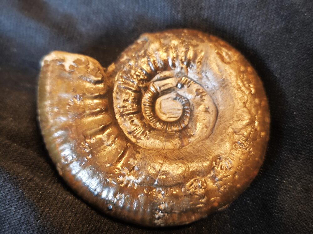 große Grossouvria evolutescens, Dogger, Gruibingen, Autobahnbau