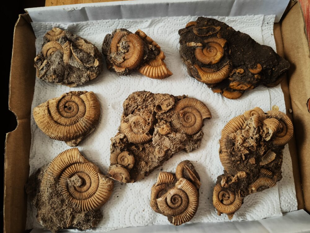 Kiste mit acht schönen Schlaifhausenammoniten der Gattung Dactylioceras, Lias