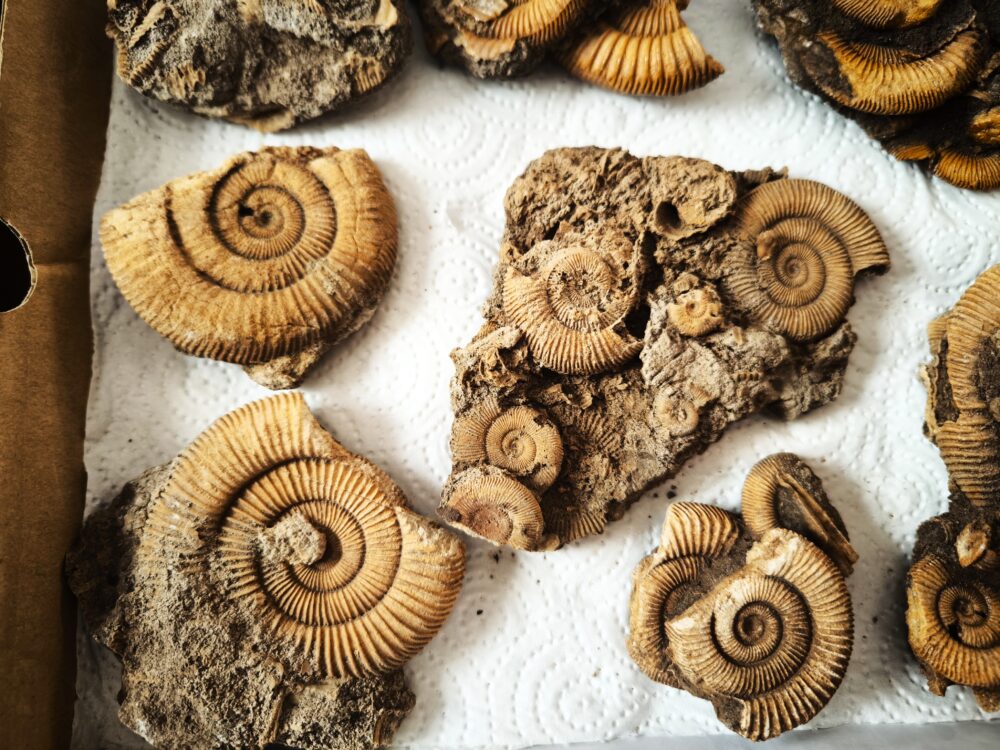 Kiste mit acht schönen Schlaifhausenammoniten der Gattung Dactylioceras, Lias