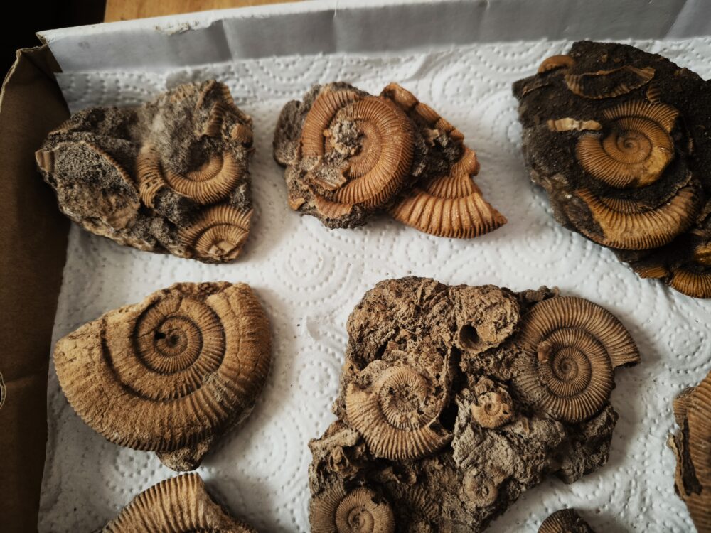 Kiste mit acht schönen Schlaifhausenammoniten der Gattung Dactylioceras, Lias