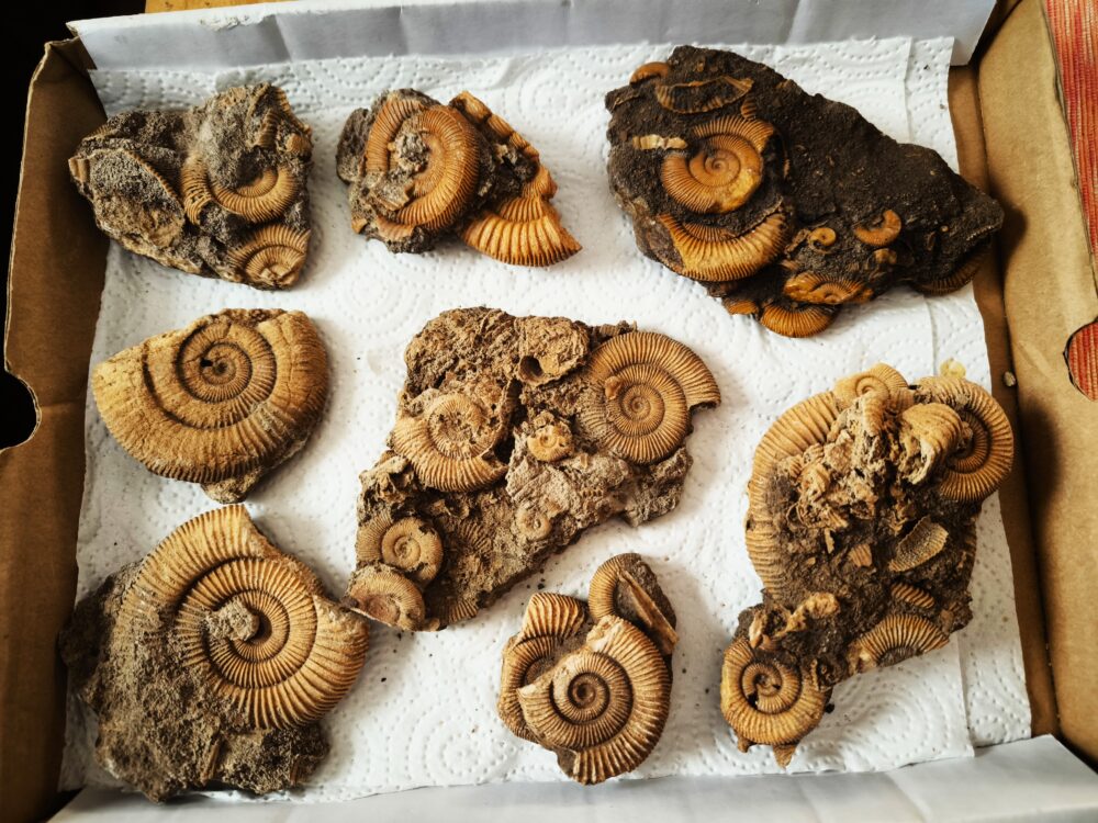 Kiste mit acht schönen Schlaifhausenammoniten der Gattung Dactylioceras, Lias