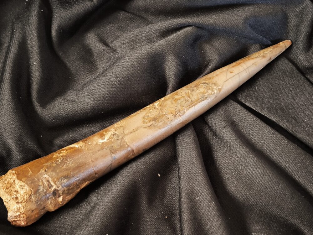 Megateuthis ellipticus, Dogger, Neuffen, Schwäbische Alb  * reserviert *