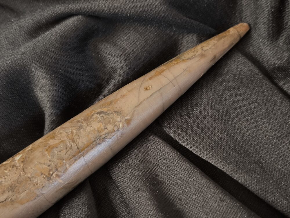 Megateuthis ellipticus, Dogger, Neuffen, Schwäbische Alb  * reserviert *