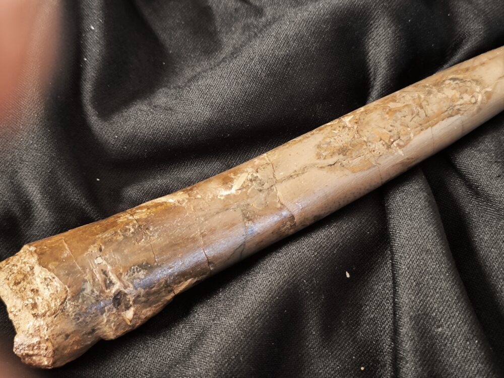 Megateuthis ellipticus, Dogger, Neuffen, Schwäbische Alb  * reserviert *