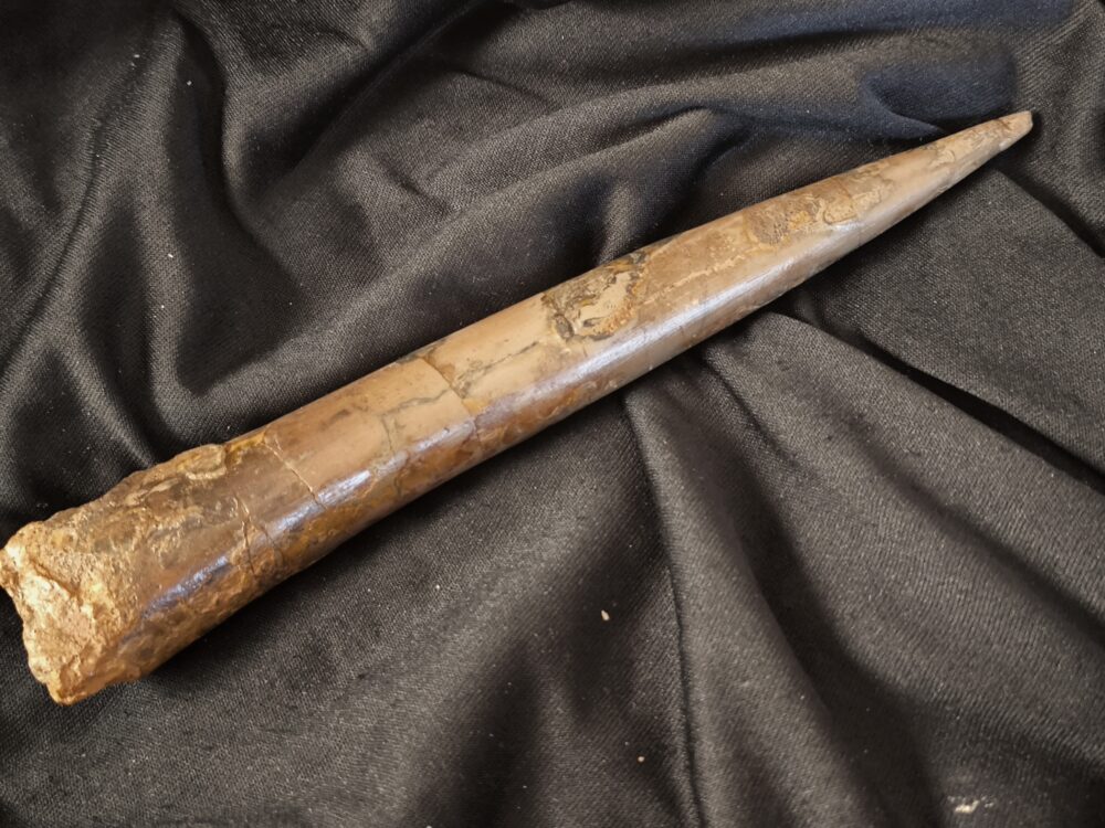 Megateuthis ellipticus, Dogger, Neuffen, Schwäbische Alb  * reserviert *