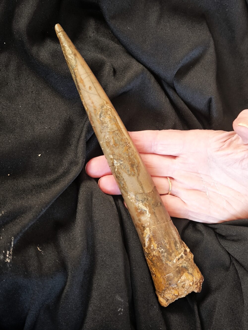 Megateuthis ellipticus, Dogger, Neuffen, Schwäbische Alb  * reserviert *