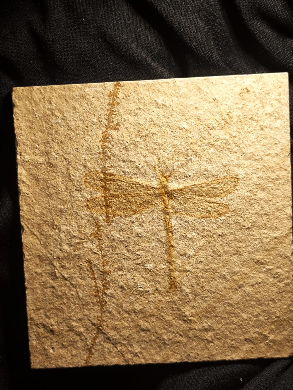 Libelle, Tharsophlebia, Malm, Plattenkalk, Eichstätt