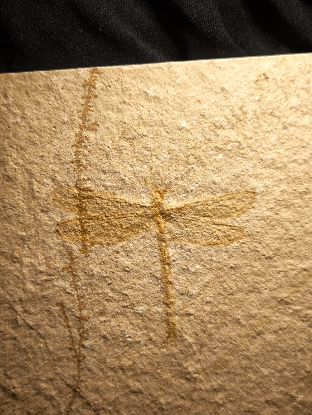 Libelle, Tharsophlebia, Malm, Plattenkalk, Eichstätt