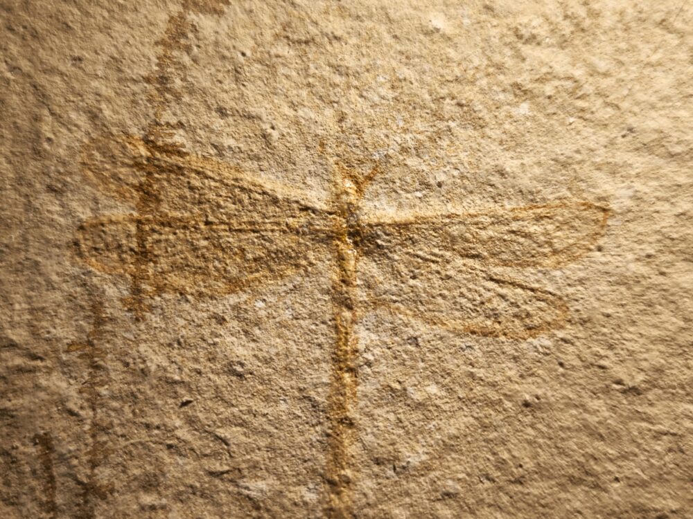 Libelle, Tharsophlebia, Malm, Plattenkalk, Eichstätt