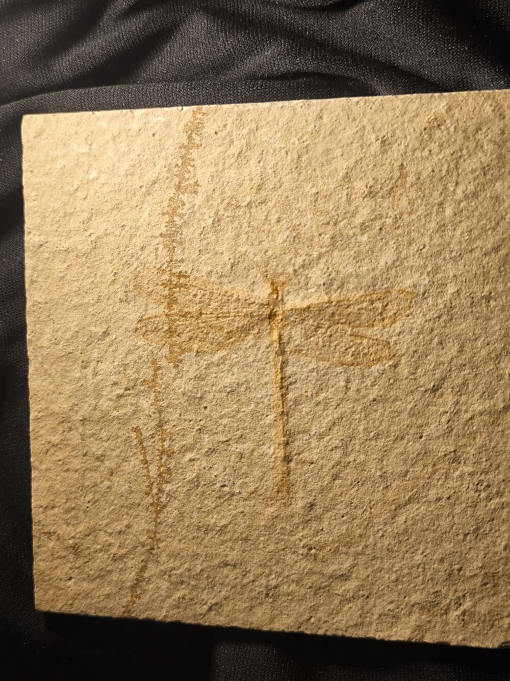 Libelle, Tharsophlebia, Malm, Plattenkalk, Eichstätt