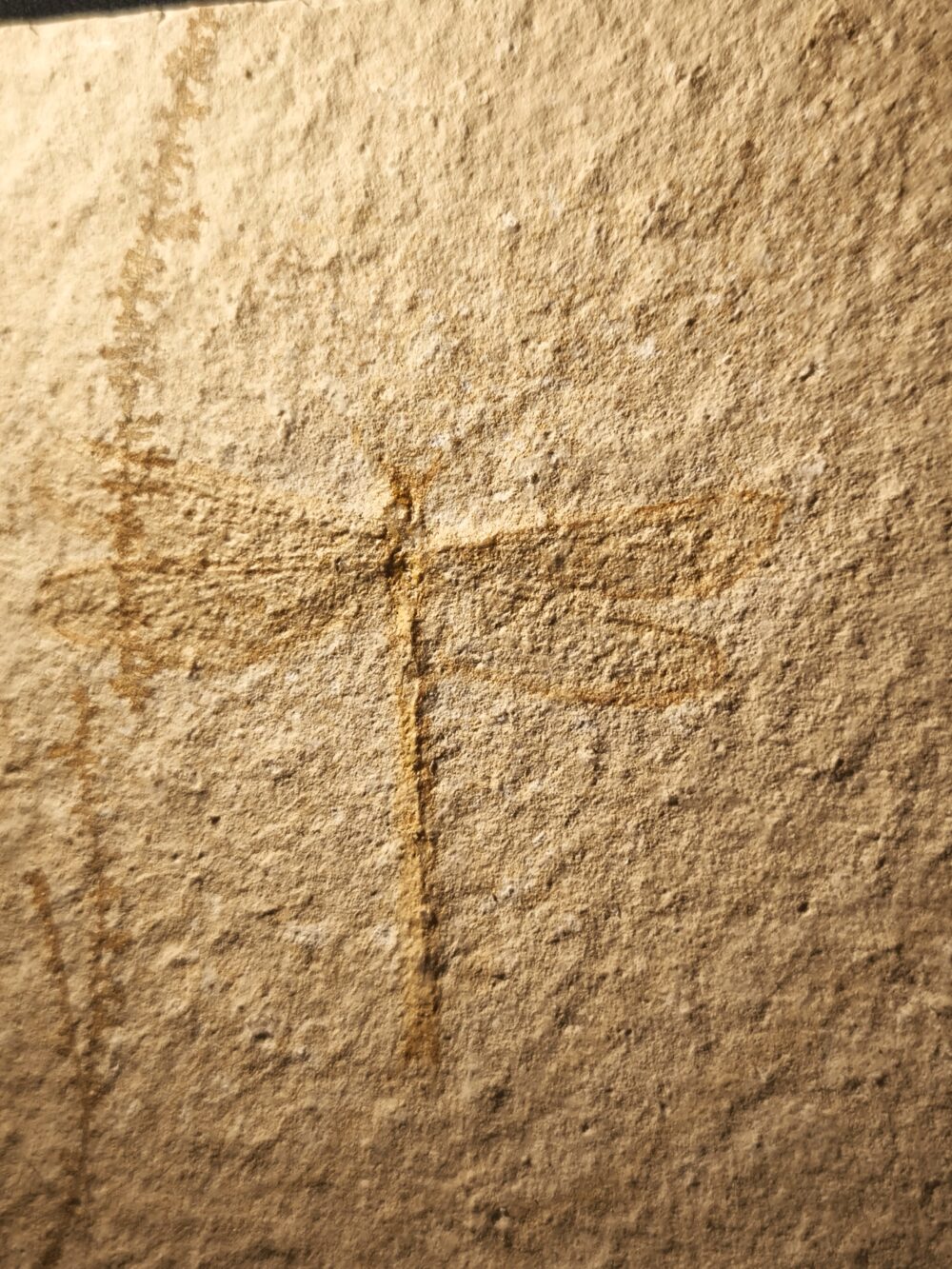 Libelle, Tharsophlebia, Malm, Plattenkalk, Eichstätt