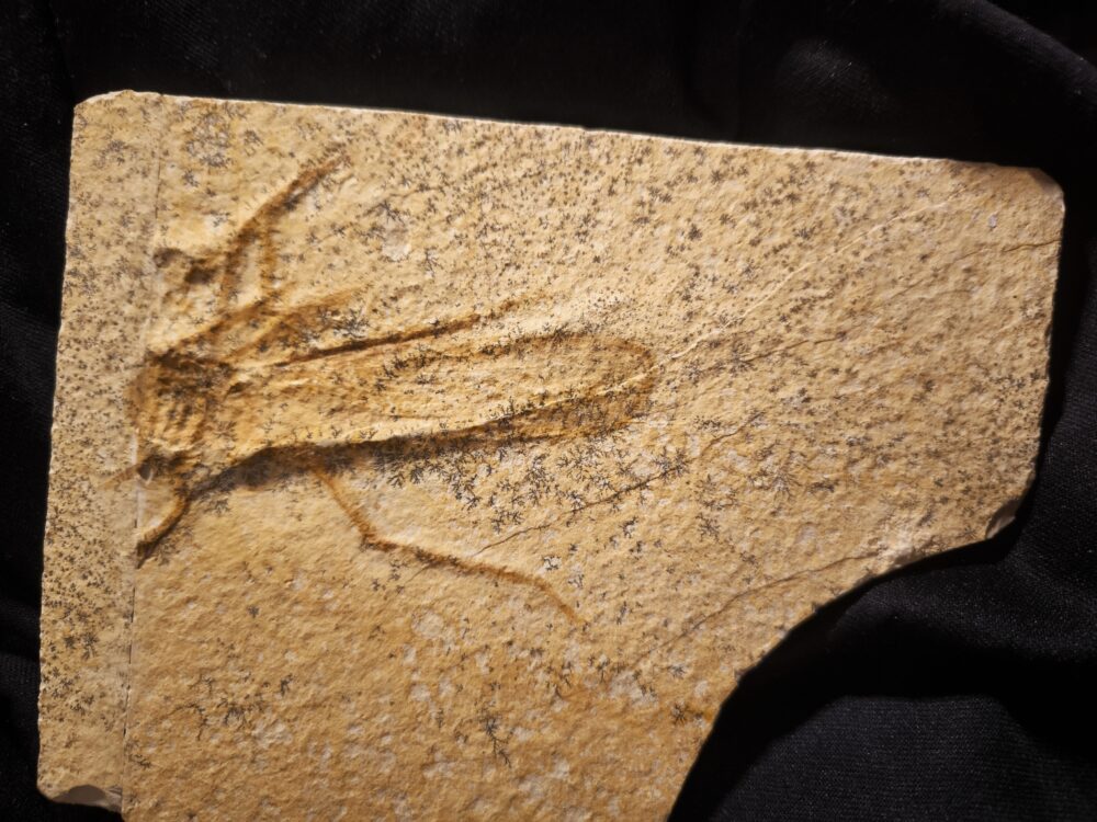 Riesenheuschrecke, Pycnophlebia robusta, Malm, Plattenkalk, Eichstätt