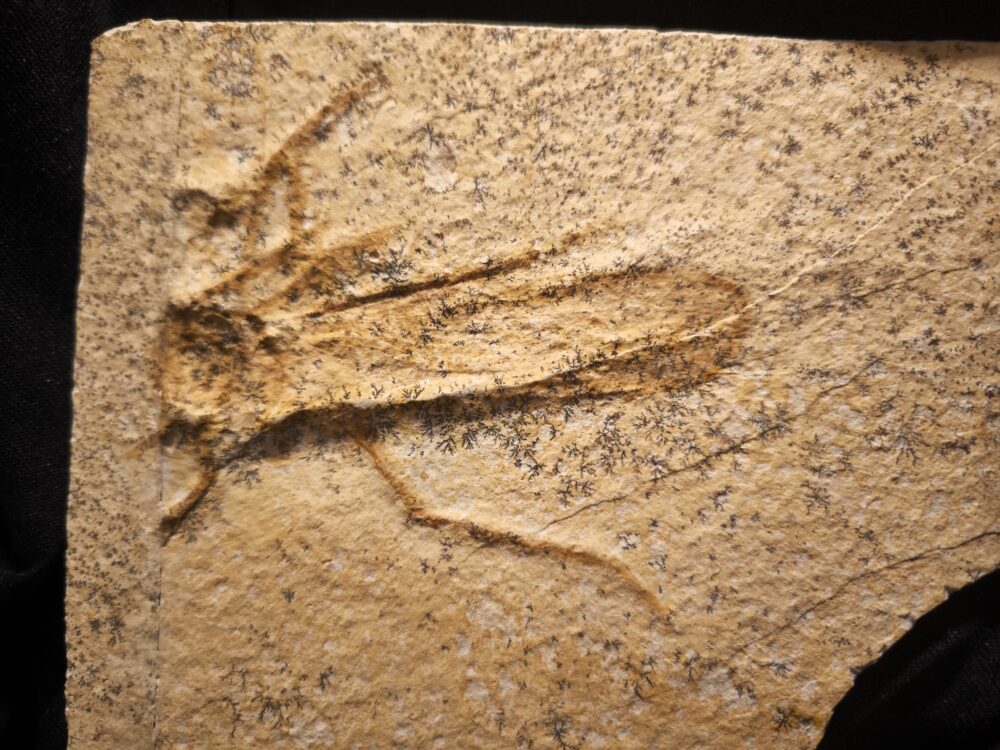 Riesenheuschrecke, Pycnophlebia robusta, Malm, Plattenkalk, Eichstätt