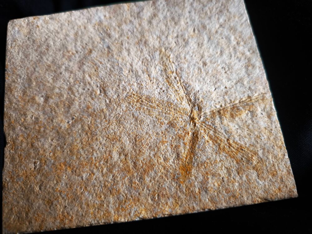 Libelle, Tharsophlebia, Malm, Plattenkalk, Eichstätt