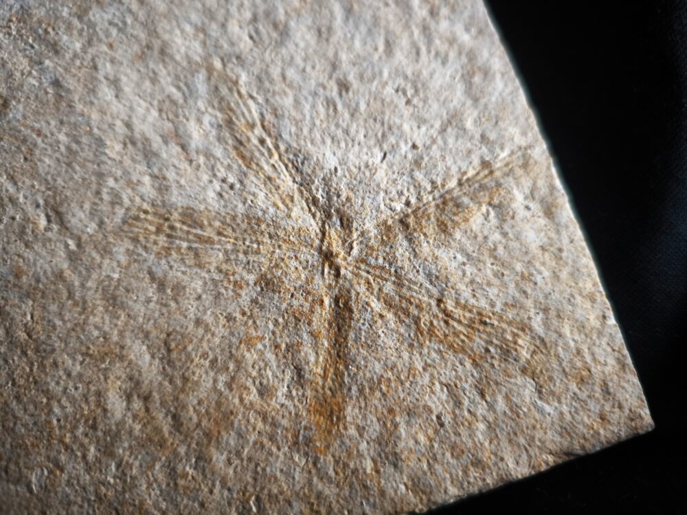 Libelle, Tharsophlebia, Malm, Plattenkalk, Eichstätt