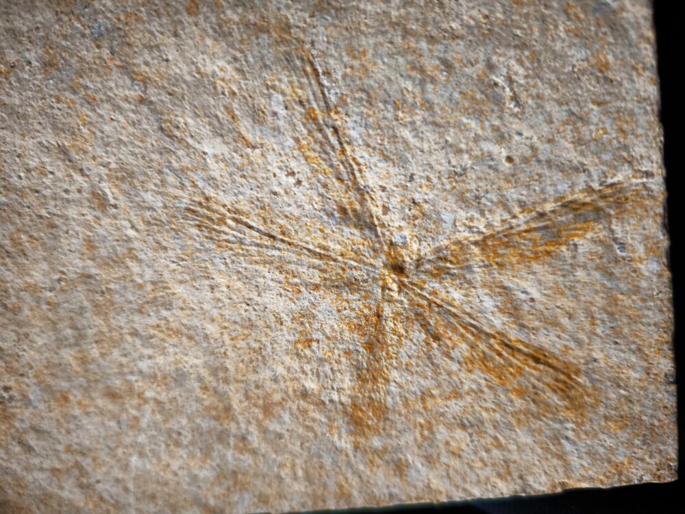 Libelle, Tharsophlebia, Malm, Plattenkalk, Eichstätt