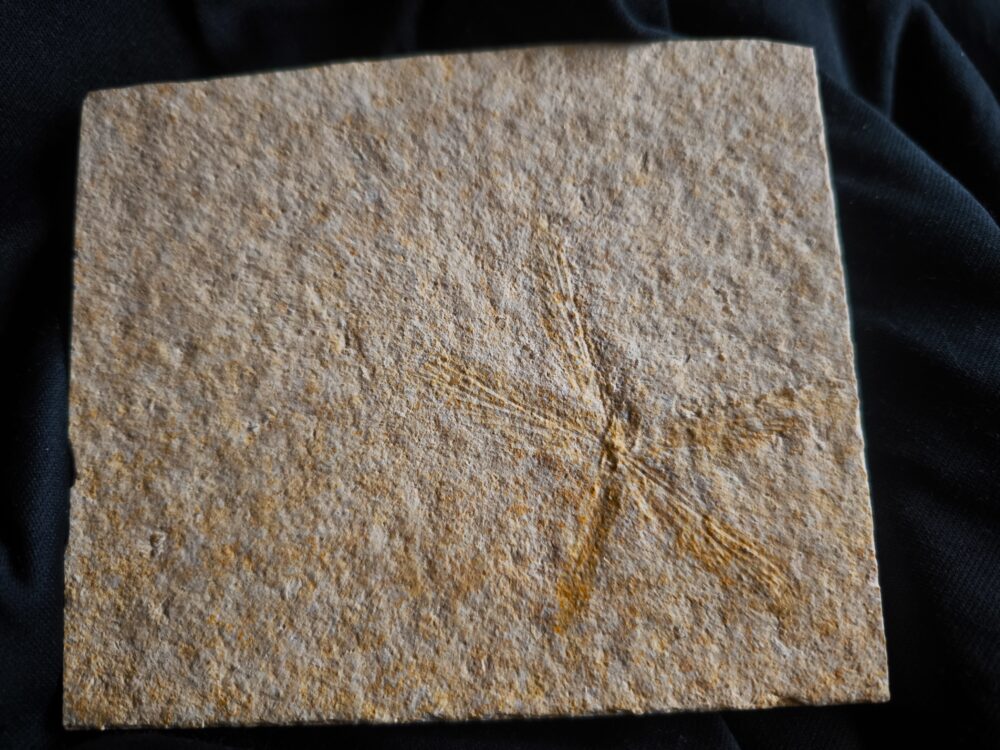 Libelle, Tharsophlebia, Malm, Plattenkalk, Eichstätt