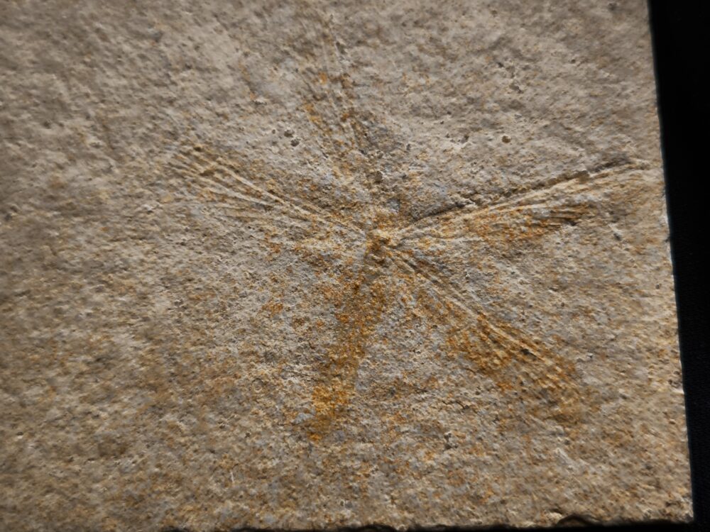 Libelle, Tharsophlebia, Malm, Plattenkalk, Eichstätt