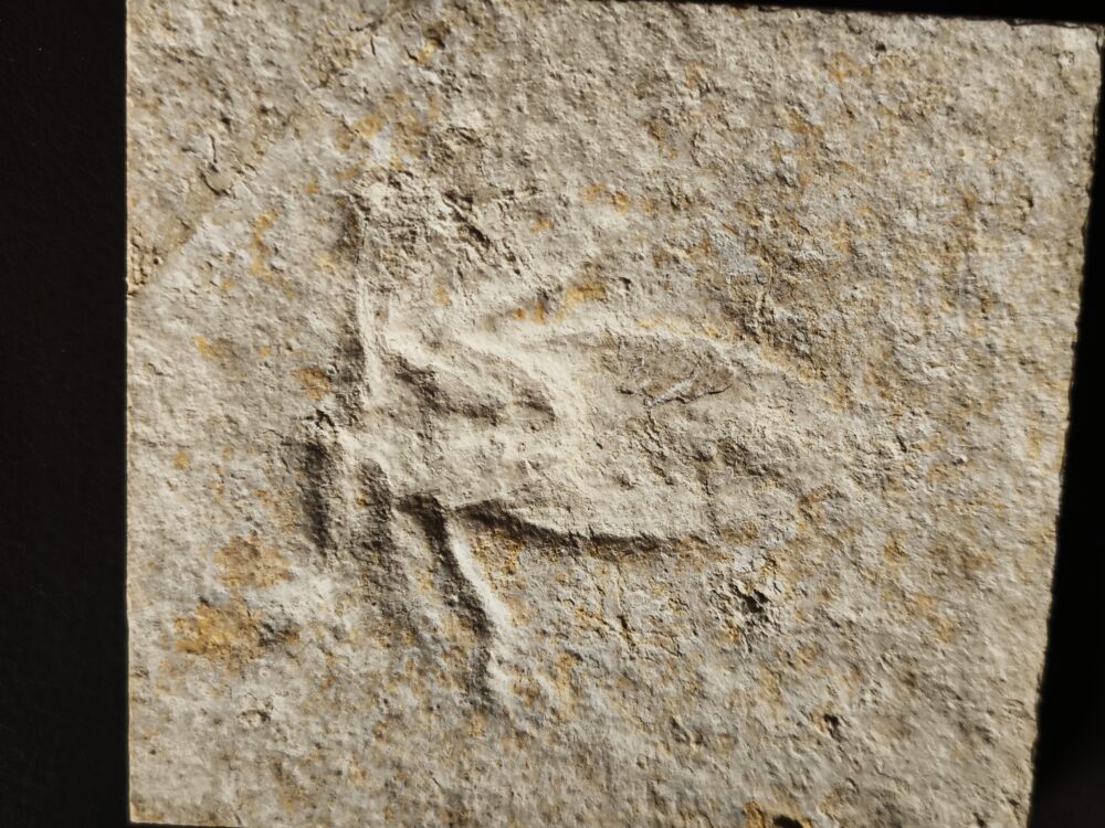 Riesenwasserwanze, Scarabaeides deperditum Malm, Plattenkalk, Solnhofen