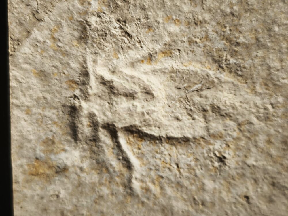 Riesenwasserwanze, Scarabaeides deperditum Malm, Plattenkalk, Solnhofen