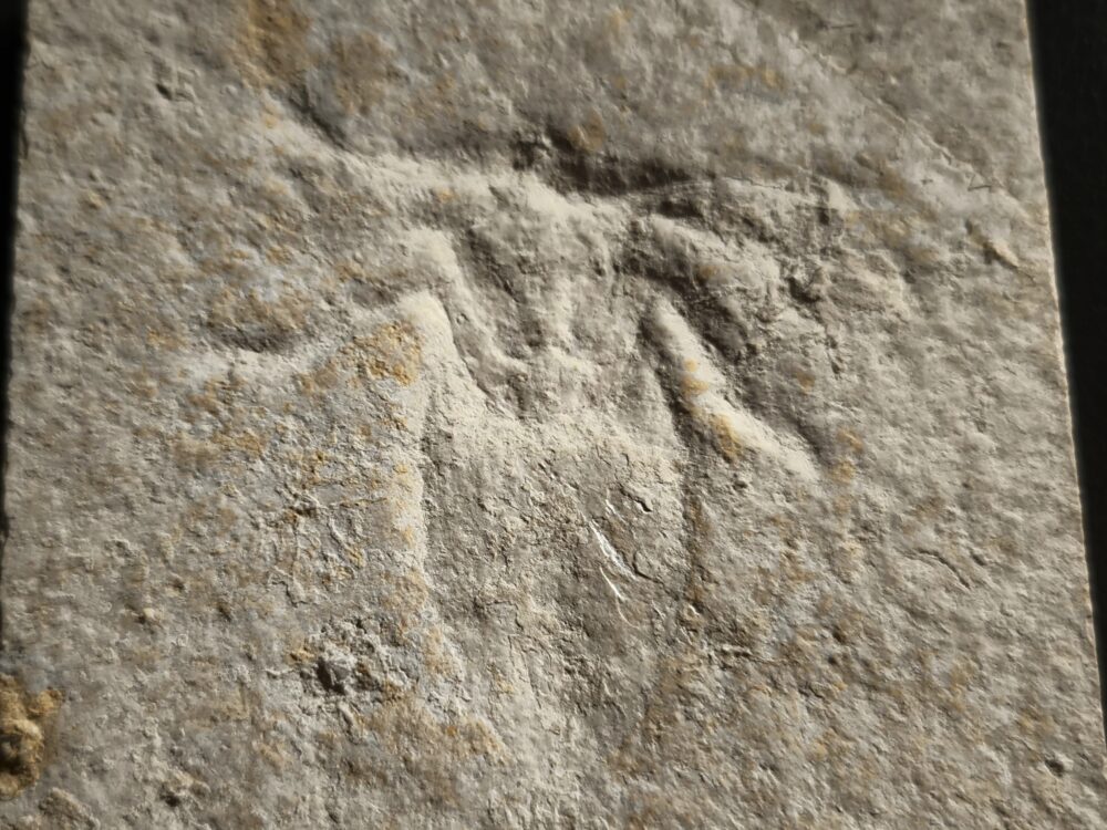 Riesenwasserwanze, Scarabaeides deperditum Malm, Plattenkalk, Solnhofen