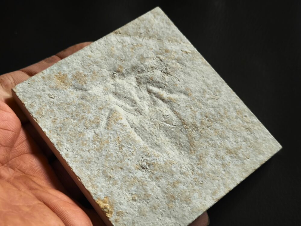 Riesenwasserwanze, Scarabaeides deperditum Malm, Plattenkalk, Solnhofen