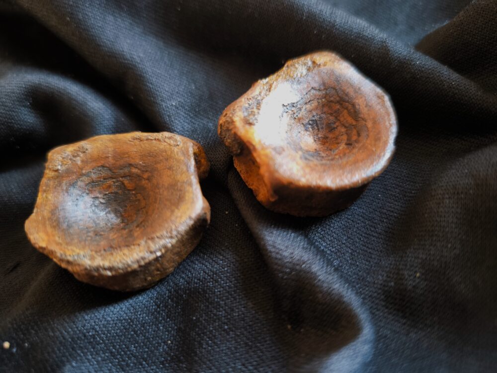 Zwei Wirbel vom Ichthyosaurier, Lias, Dewangen bei Aalen  * reserviert *