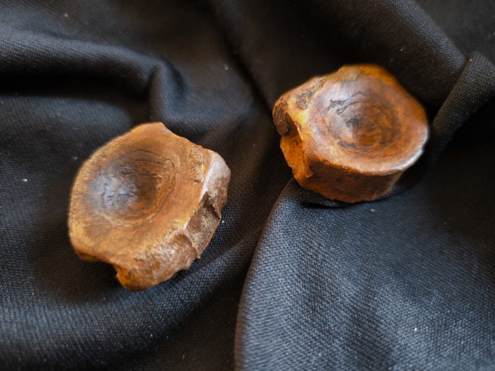 Zwei Wirbel vom Ichthyosaurier, Lias, Dewangen bei Aalen  * reserviert *