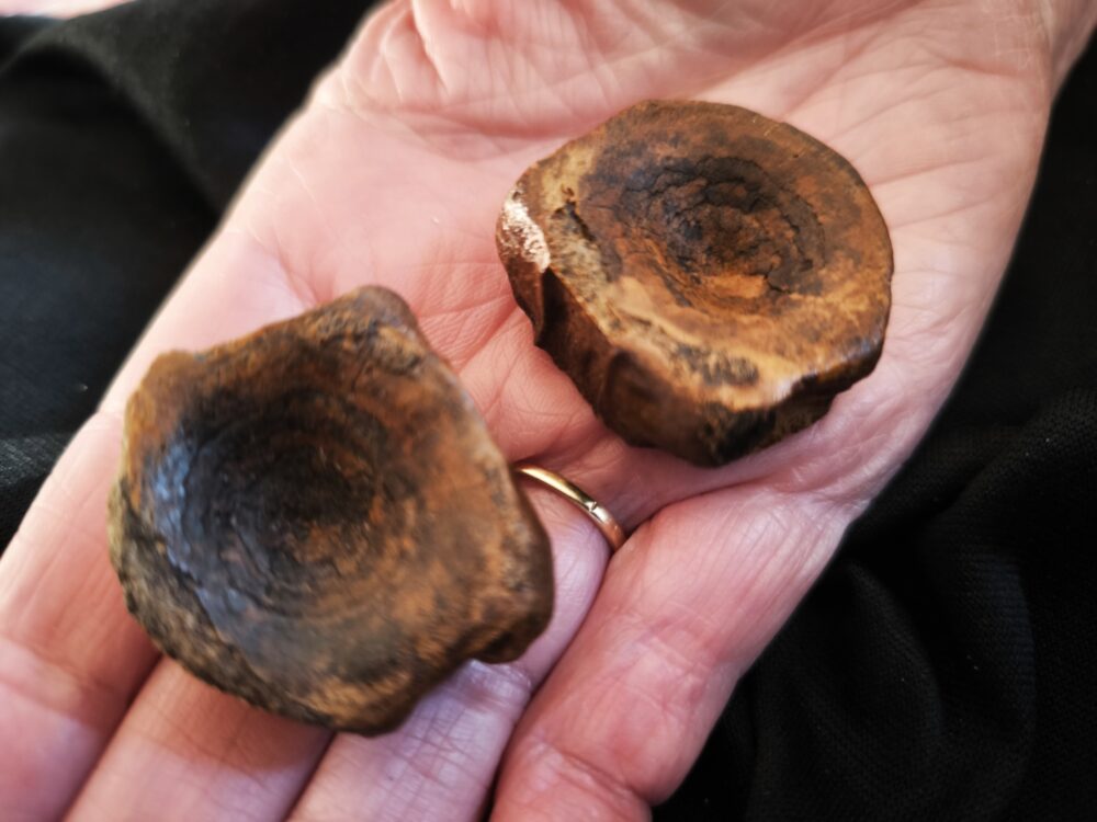 Zwei Wirbel vom Ichthyosaurier, Lias, Dewangen bei Aalen  * reserviert *