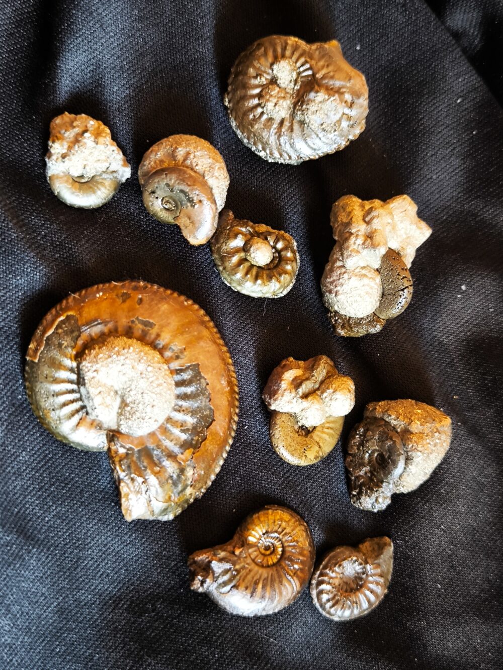 Konvolut von zehn Amaltheen und Amauroceraten, Lias, Goldbächle bei Schwäbisch Gmünd